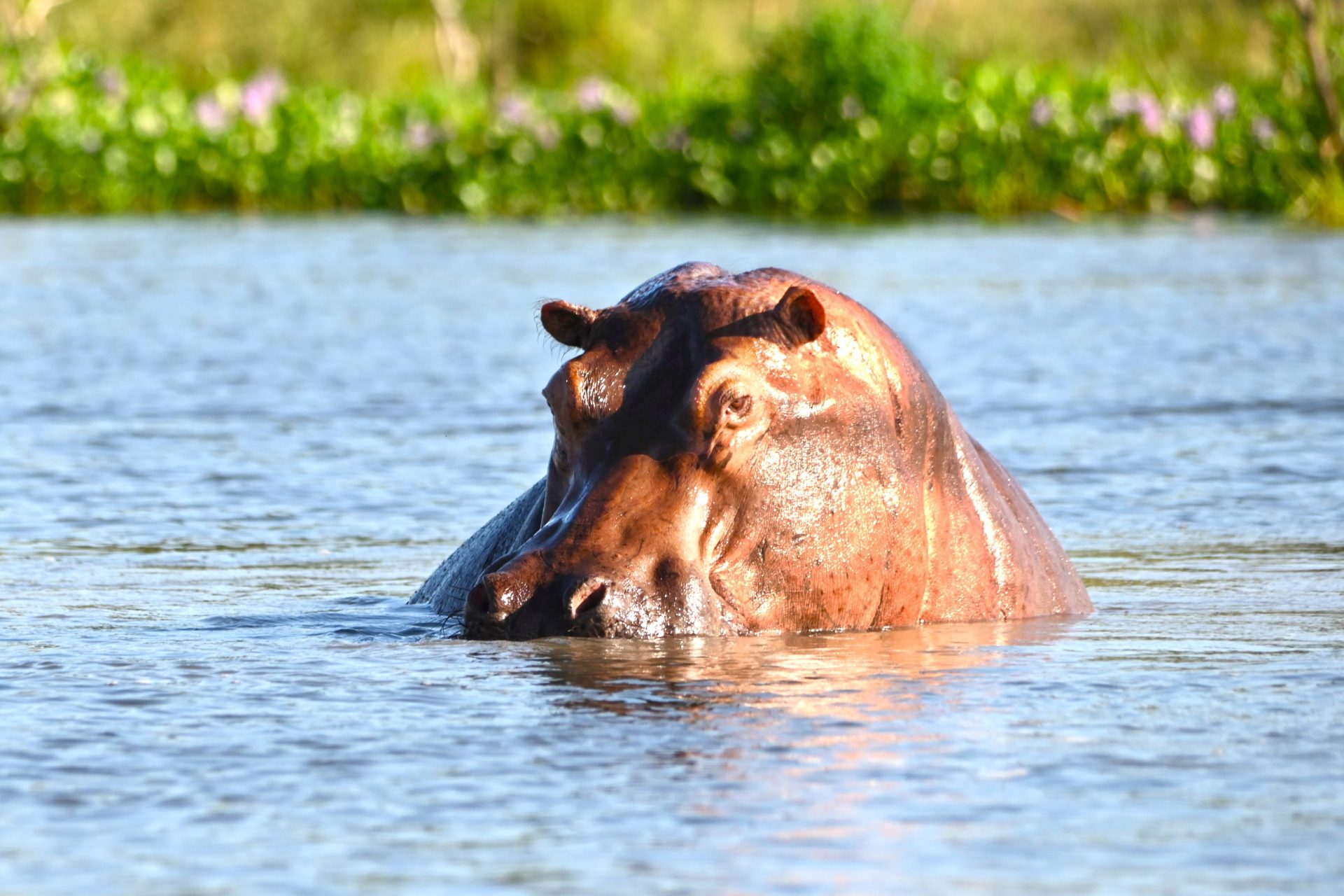 Nijlpaard Murchison Falls National Park Oeganda